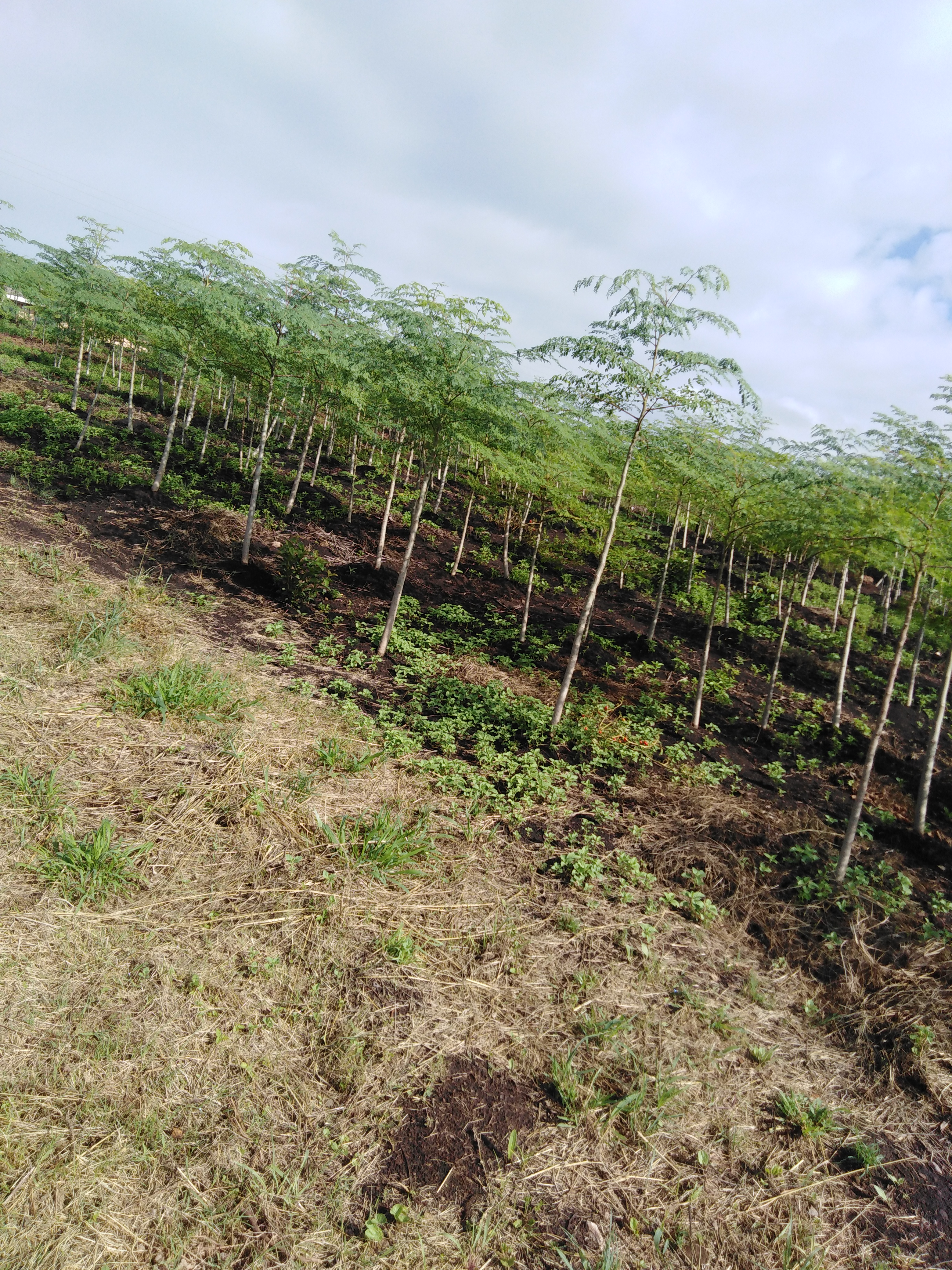 Upload up to 8 additional images.