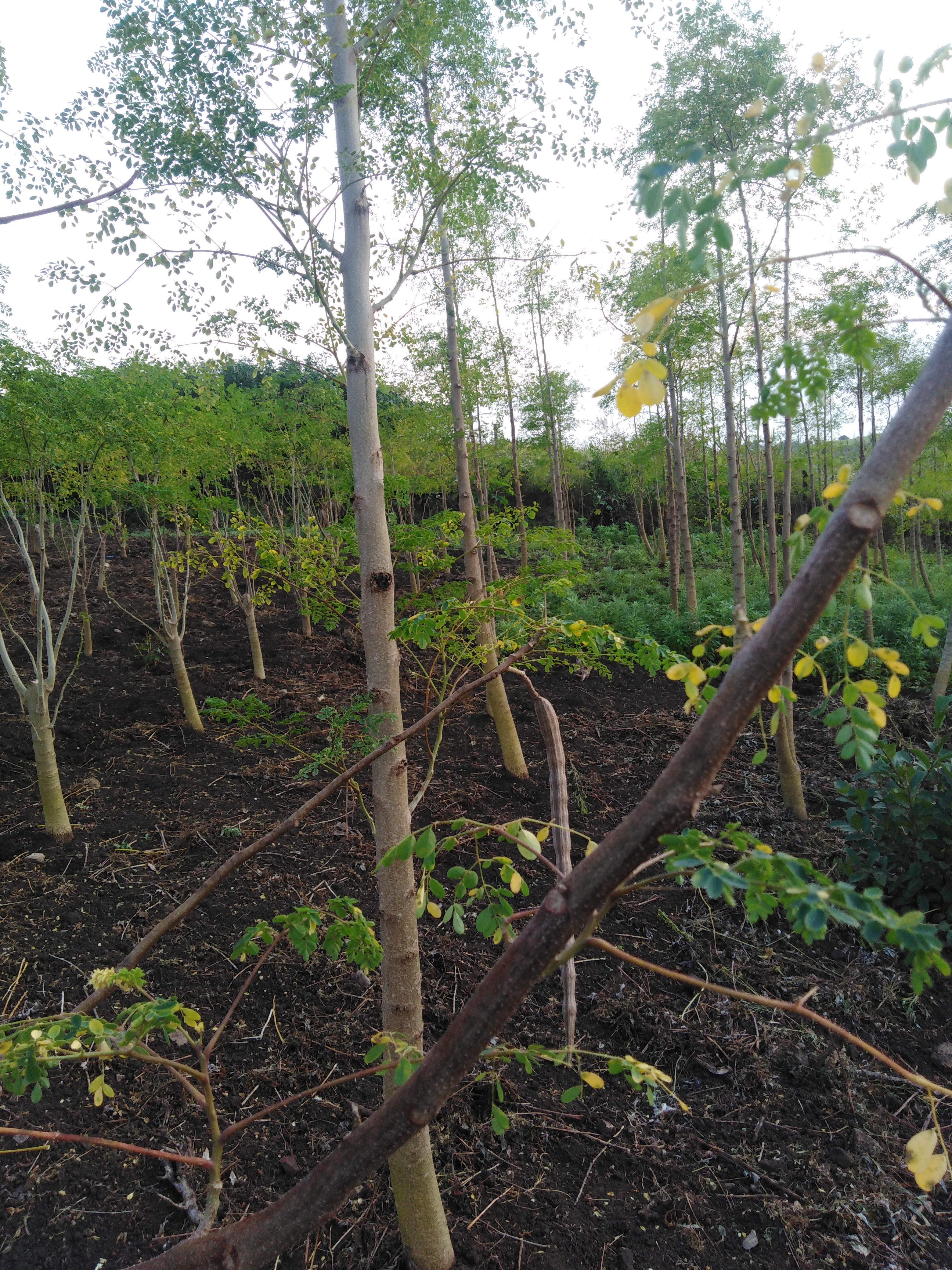 Upload up to 8 additional images.