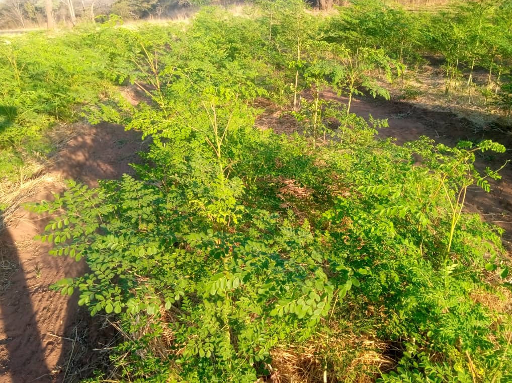 Upload up to 8 additional images.