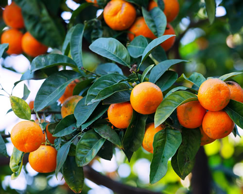 Upload up to 8 additional images.