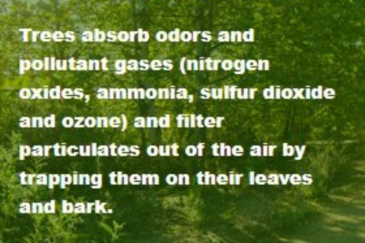 22 Benefits of Trees