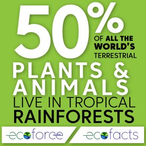 50_palnts_animals_800x800