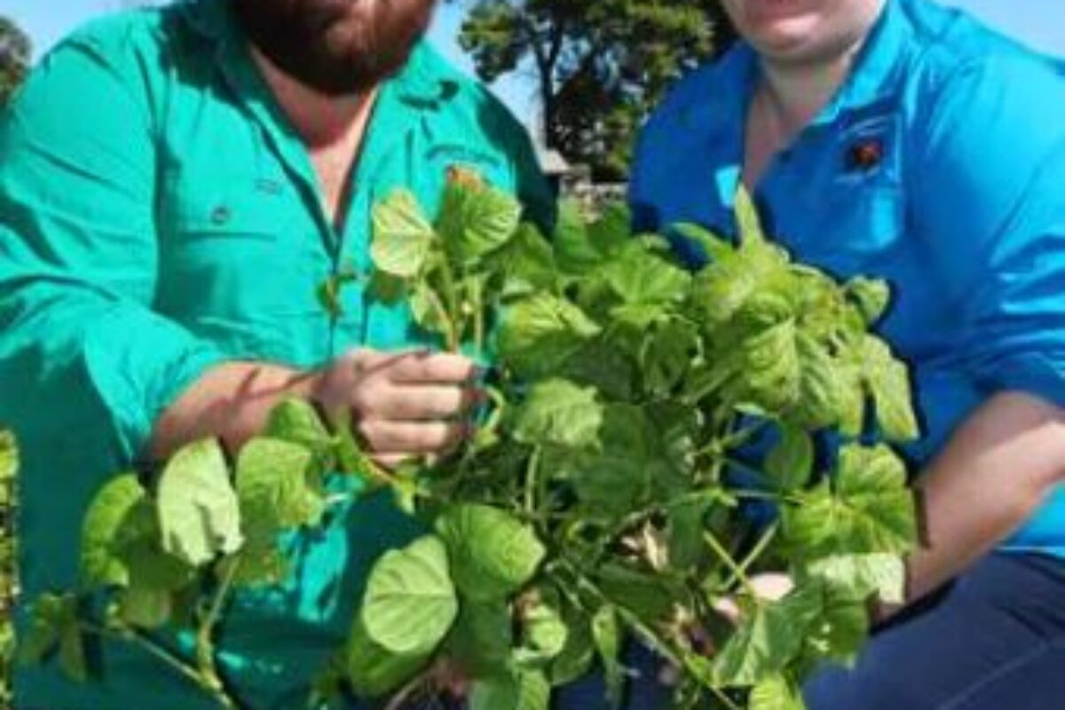 South Australian Grower Aims to Use Cover Crops