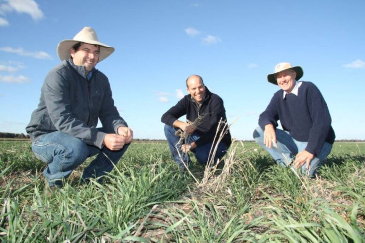 Grow a Summer Cover Crop to Improve Fallow Rainfall Capture