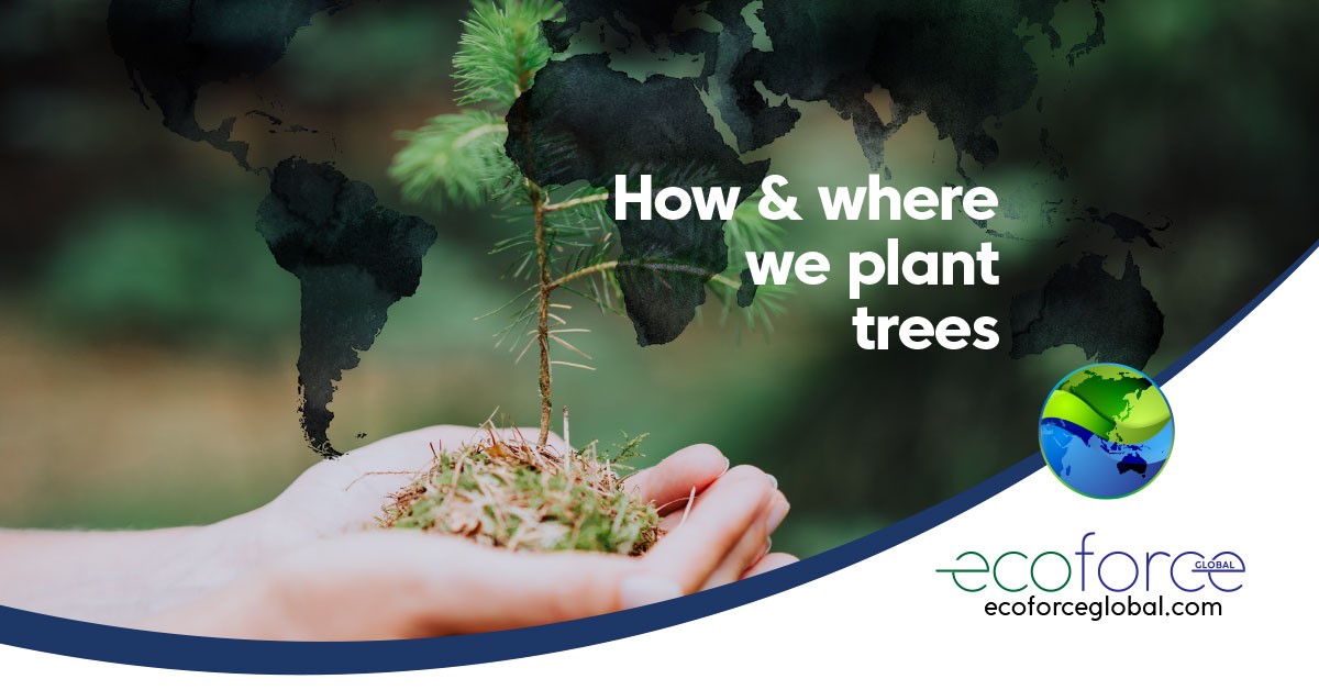 How and where we plant trees Ecoforce