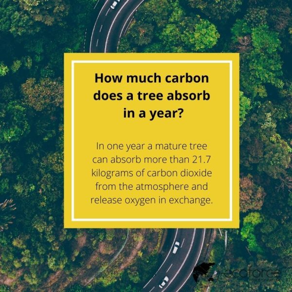 How much carbon does a tree absorb in a year EcoForce Global