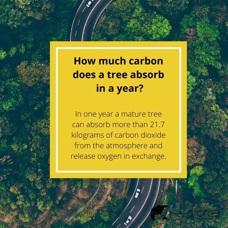 How much carbon does a tree absorb in a year EcoForce Global