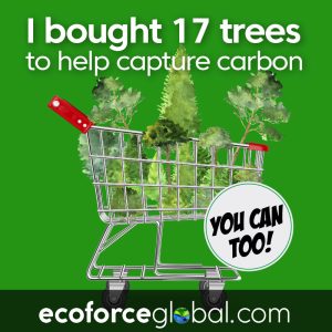 bought_17_trees_800x800