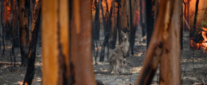 bushfire_1920x790_kanga