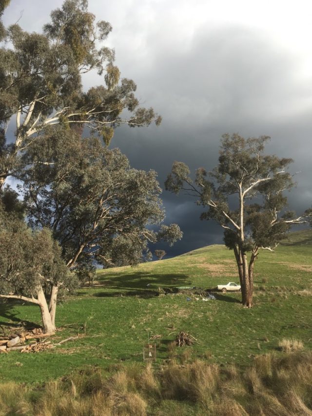 Read more about the article Bonnie Doon Planting