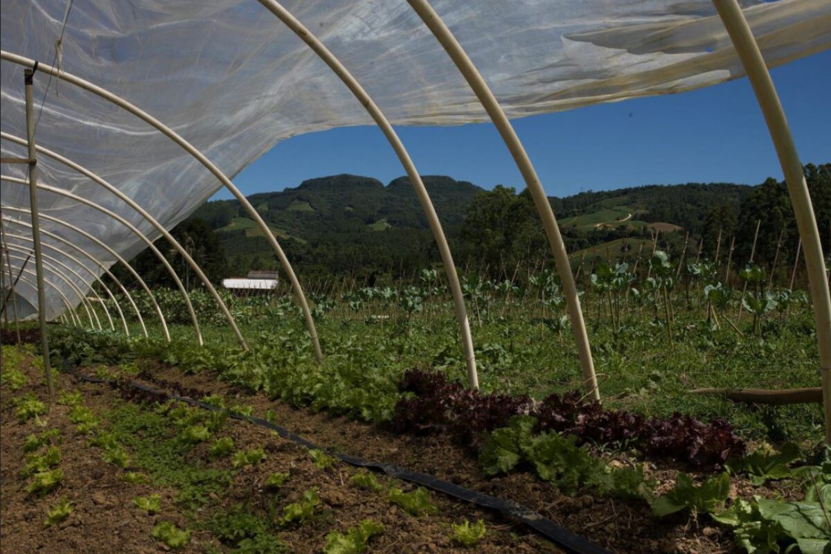 Ecological Farming